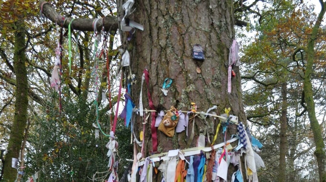 Doon Hill - Perthshire.
The Fairy Tree.
http://www.mysteriousbritain.co.uk/scotland/stirlingshire/featured-sites/doon-hill-and-robert-kirk.html