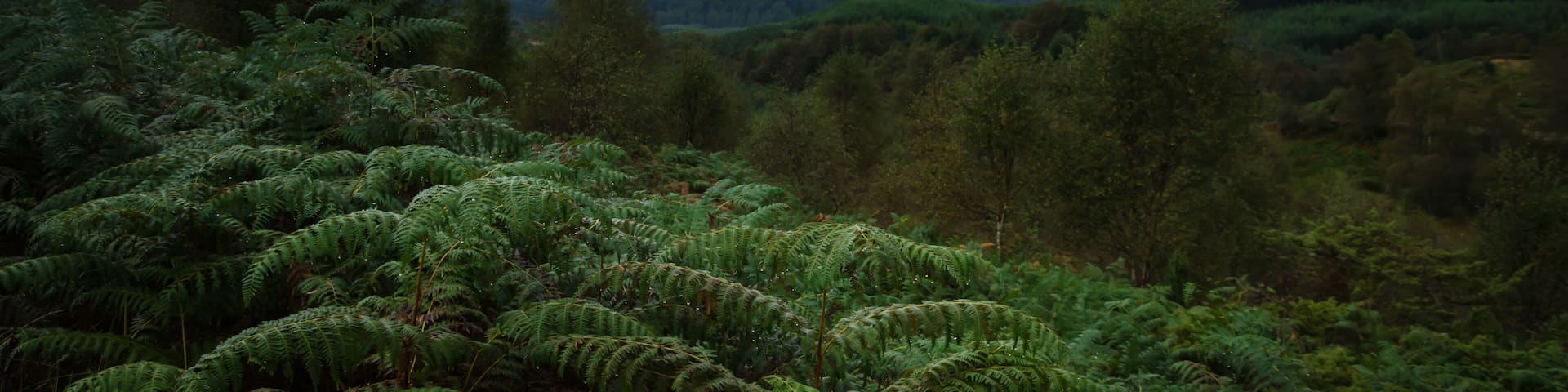 Nature landscape at Loch Lomond and The Trossachs National Park in a rainy day, Highlands, Scotland, United Kingdom