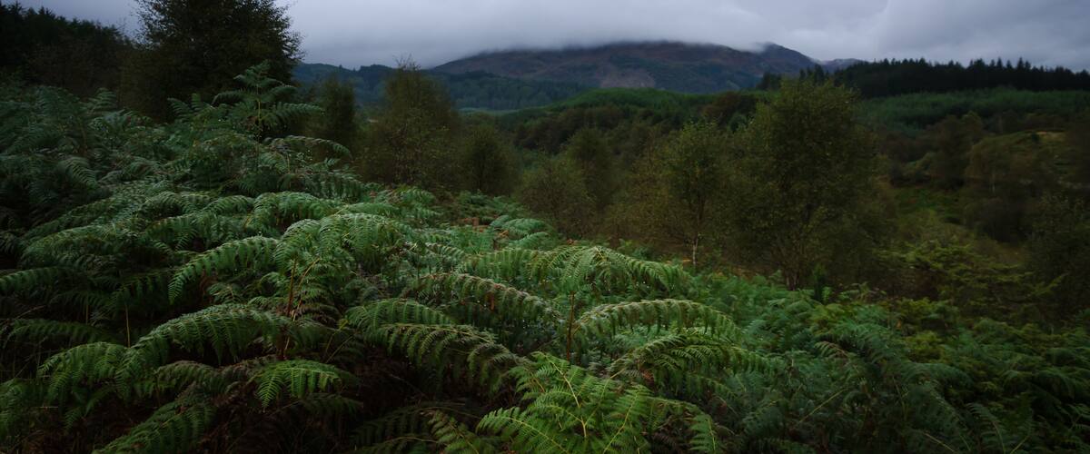 A dense fern forest with a mountain range in the background under a cloudy sky.