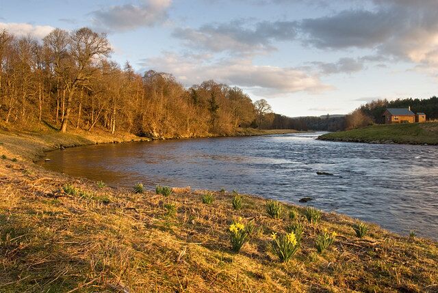 A bend in the river at Kincardine O'Neil The River Dee makes a sharp right turn here just past Kincardine O'Neil. Late afternoon sun catches the daffodils which have pushed up through the debris deposited on the river bank when the river was in flood. On the opposite bank is a hut used by those fishing on the river.