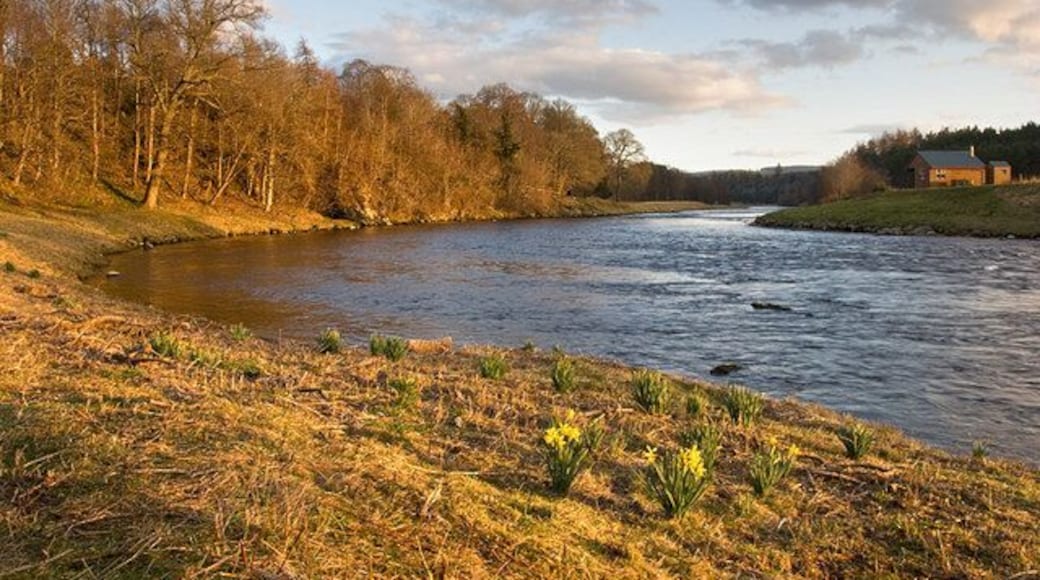 A bend in the river at Kincardine O'Neil The River Dee makes a sharp right turn here just past Kincardine O'Neil. Late afternoon sun catches the daffodils which have pushed up through the debris deposited on the river bank when the river was in flood. On the opposite bank is a hut used by those fishing on the river.