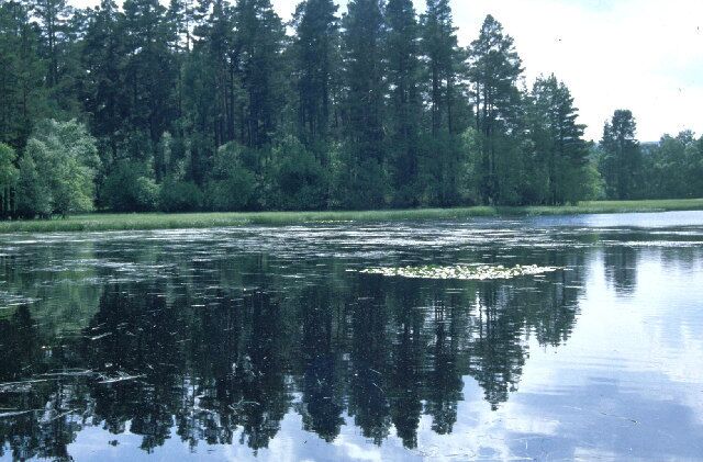 Dinnet Loch. Small loch, unnamed on the O.S. map. Patch of water lilies and some water crowsfoot.