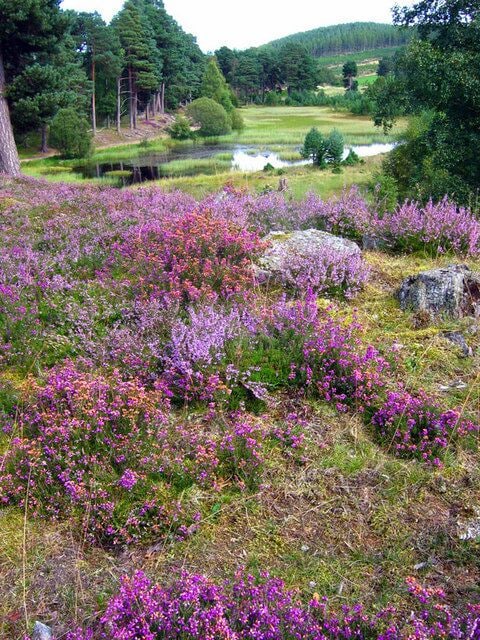 Fairy Loch Glen Tanar The heather was particularly good this year