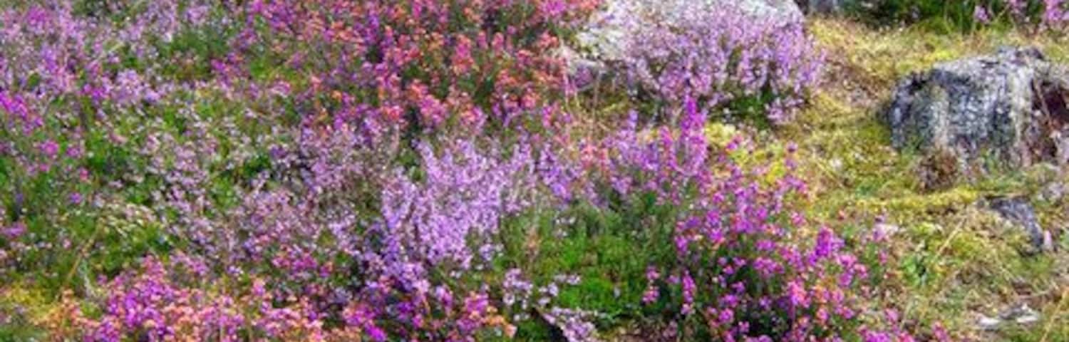 Fairy Loch Glen Tanar The heather was particularly good this year