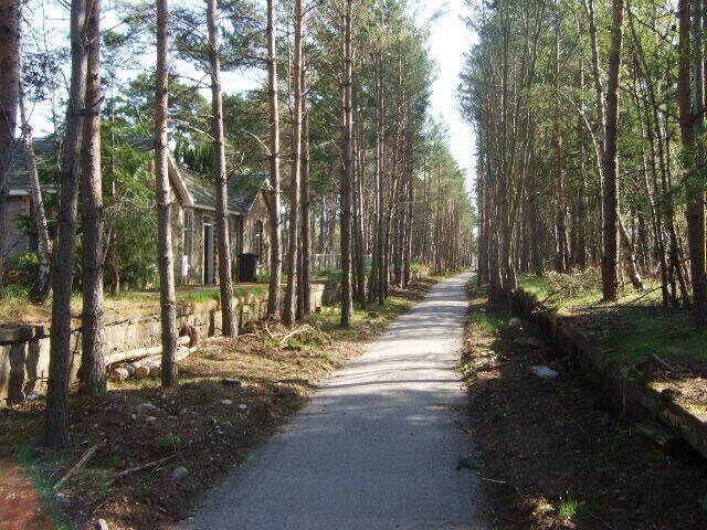Un sendero arbolado con árboles altos y un edificio pequeño a lo lejos.