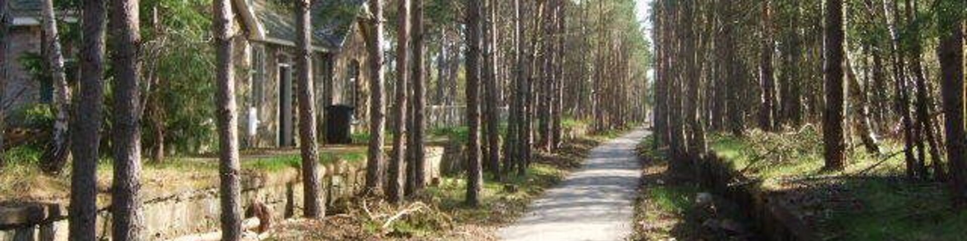 Un sendero arbolado con árboles altos y un edificio pequeño a lo lejos.