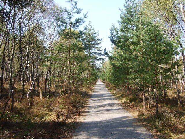 A forested path with tall pine trees on both sides.