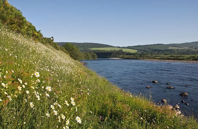 A river with white flowers on the bank, a clear blue sky, and green hills in the background.
