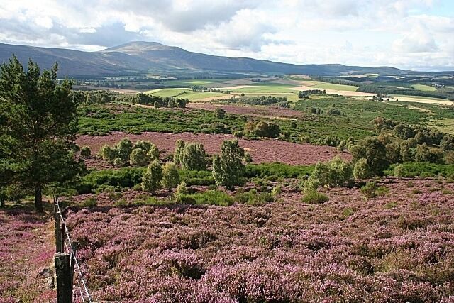 A landscape with purple heather fields, green trees, and distant mountains under a cloudy sky.