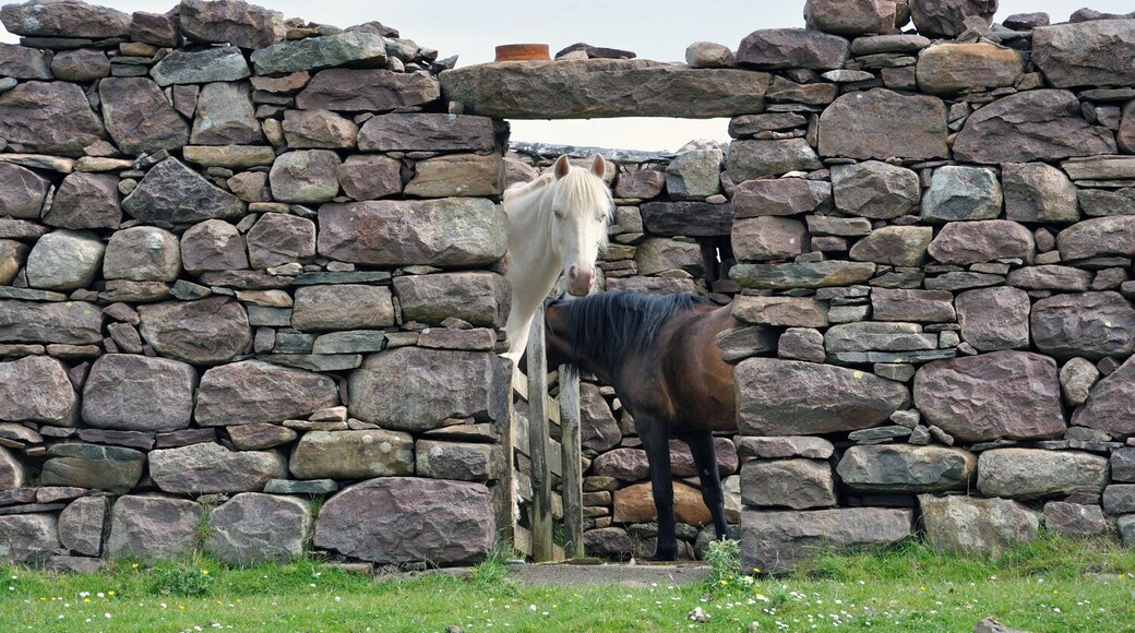 Wot You Looking At ?