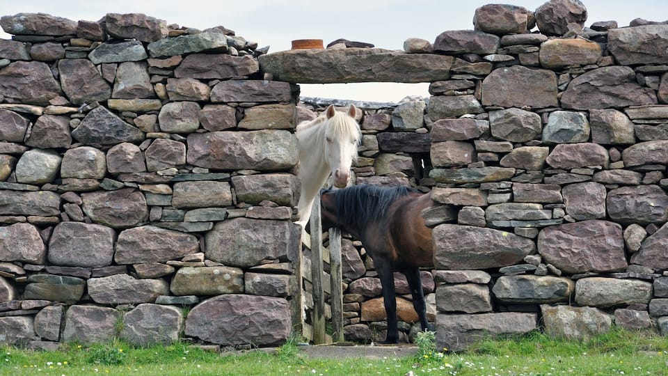A white horse and a brown horse standing in front of a stone wall.