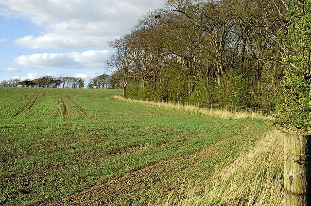 Wood by Gordonshall Small area of woodland around the area of Gordonshall and the steeply banked burn that runs down the hillside.