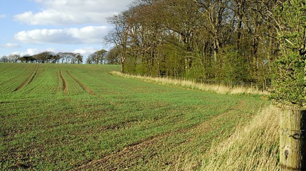Wood by Gordonshall Small area of woodland around the area of Gordonshall and the steeply banked burn that runs down the hillside.