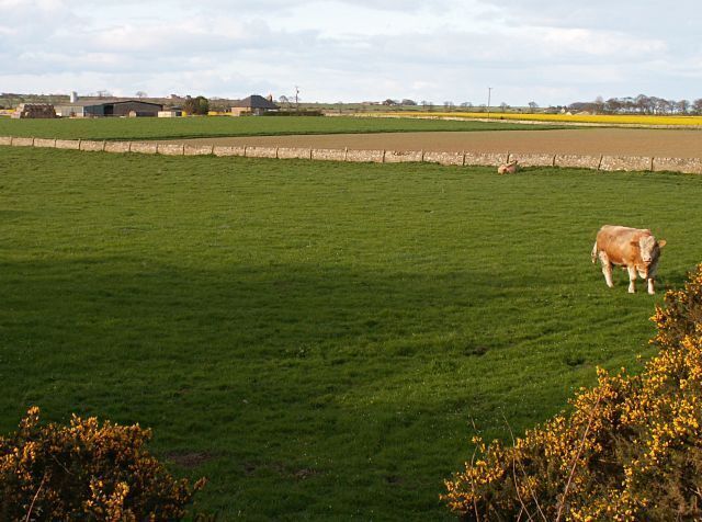 Backfields From near the old railway bridge looking across fields towards Backfields.