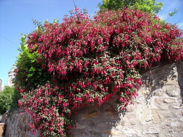 Crail. This lavishly blomming bush of fuchsias hangs down from the garden wall.
