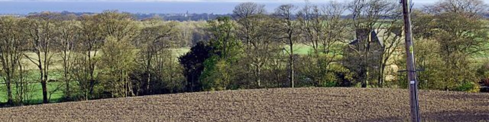 A plowed field, a utility pole, and a line of trees in a rural landscape.