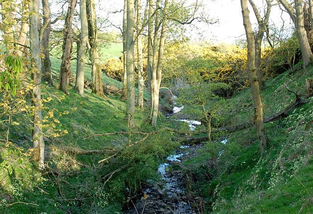 Burn, Gordonshall Steep side burn by Gordonhall. The size of the cut seems out of all proportion to the size of the burn flowing through today. Taken from the farm road by Gordonhall looking downstream and south.