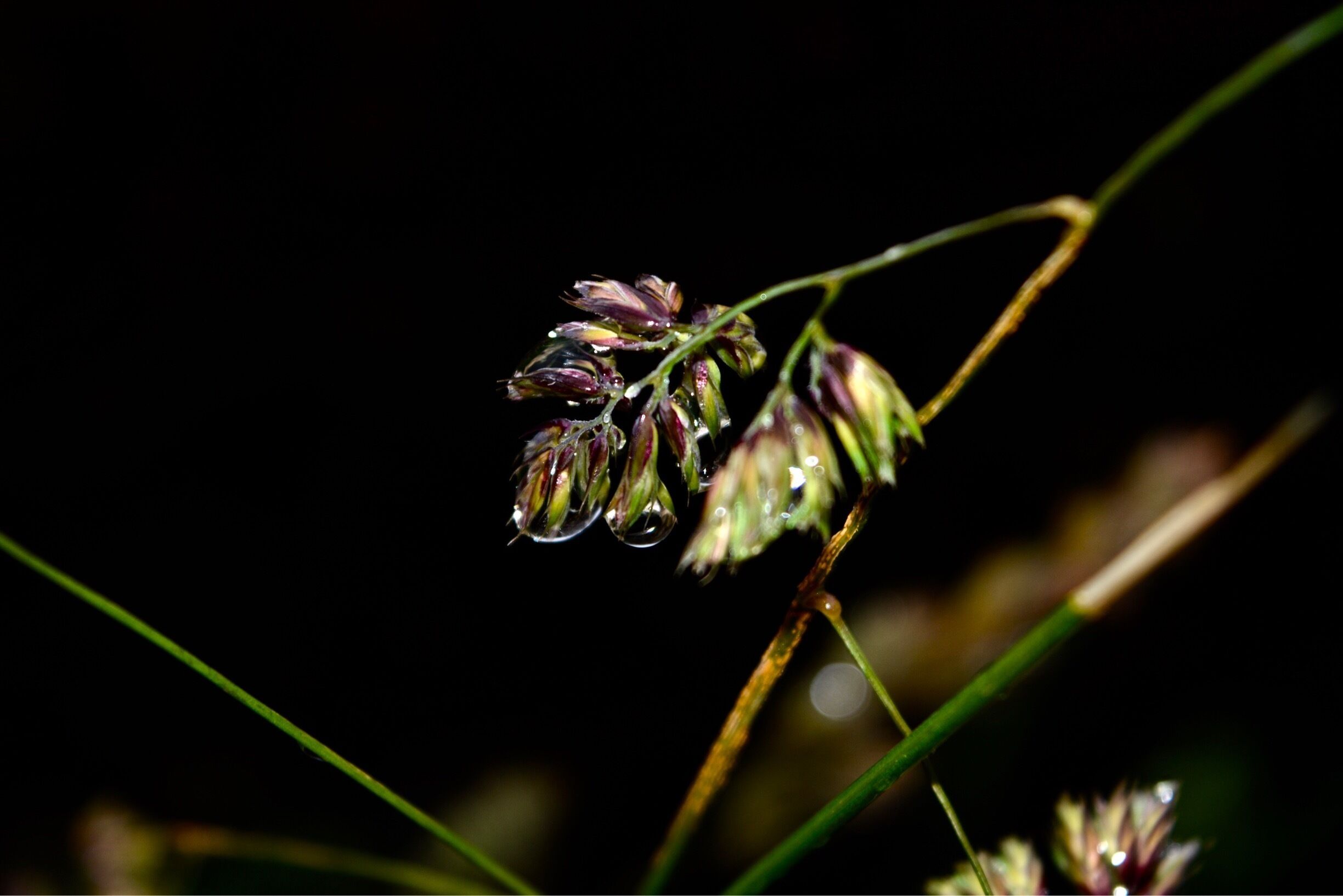 Rainy days in Scotland 