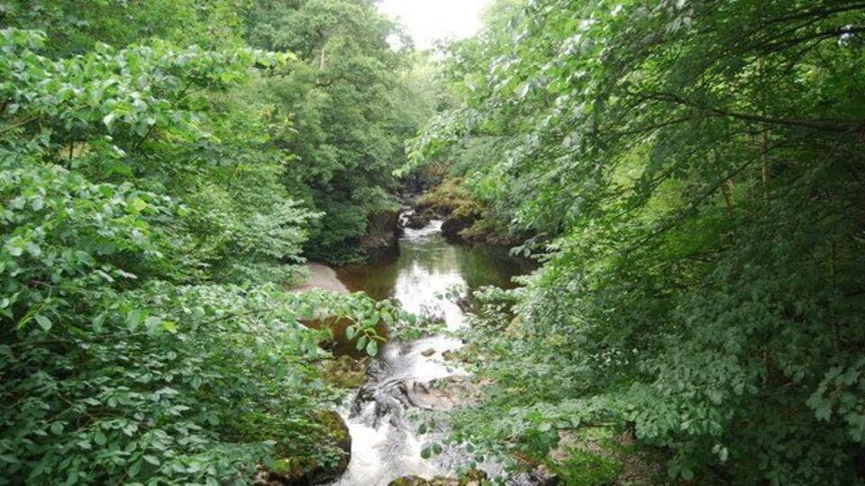 A forested area with a stream flowing through it.