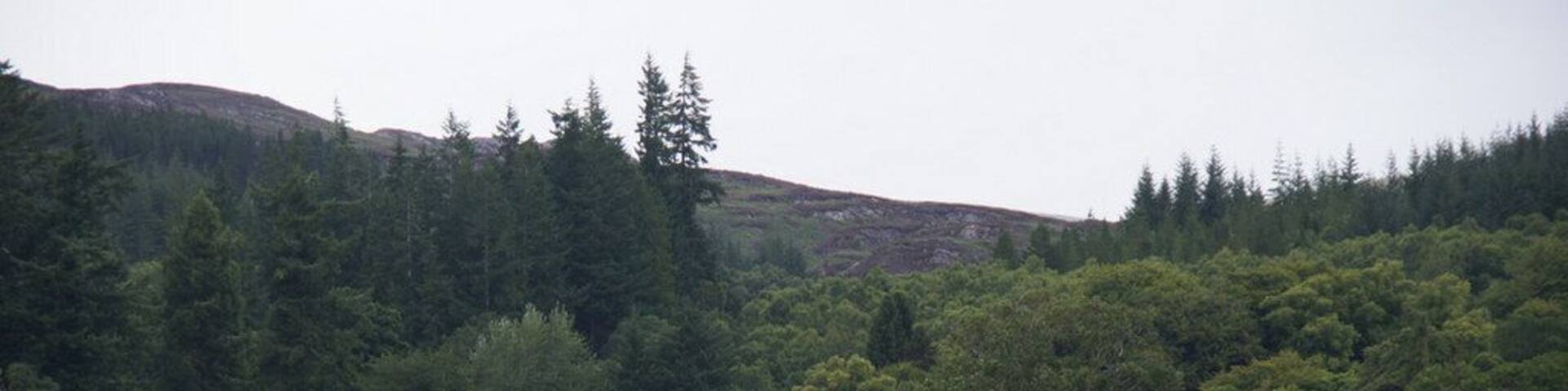A white house surrounded by a lush green field and dense forest.