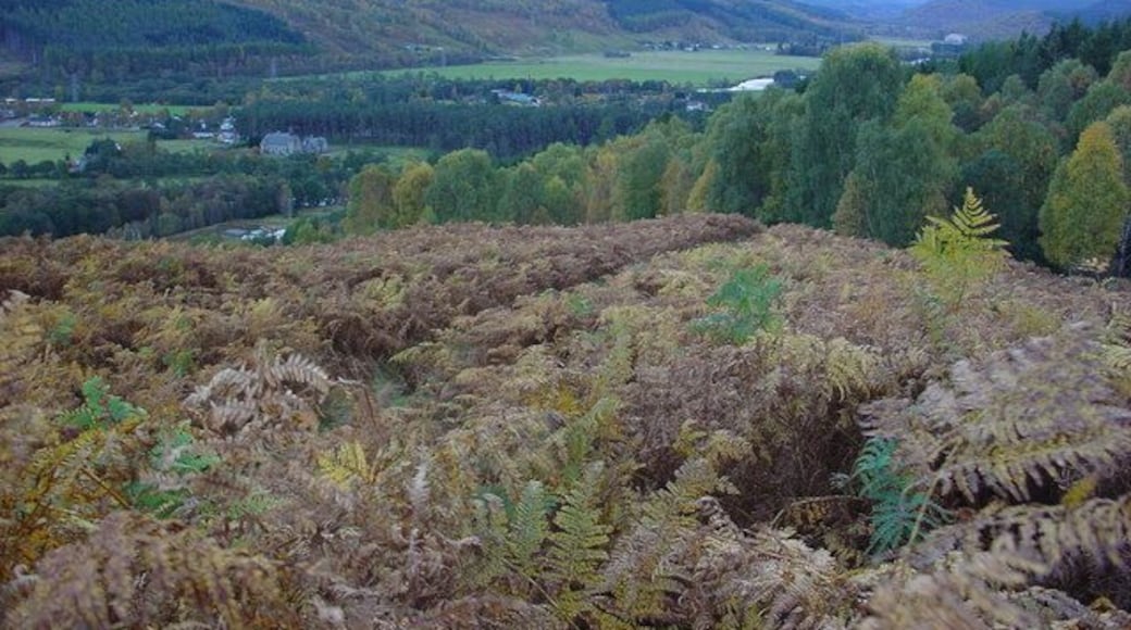Bracken Clad Hillside The bracken, which dominates this area of hillside, was 6 foot tall in places. The view, looking South-southwest, is along upper Strathglass, from Cannich to Fasnakyle and Tomich.