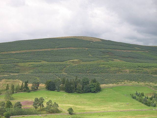 Oliver Forest, Tweedsmuir The trees have now (2008) covered the ground on this, the latest plantation in upper Tweedsdale.