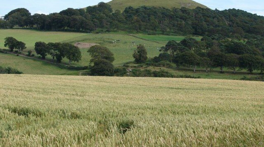 Quothquan Law from Covington Quothquan Law in summertime, as viewed from the cottages at Covington. A field of wheat manages to grow in the foreground during a wet summer in the UK.