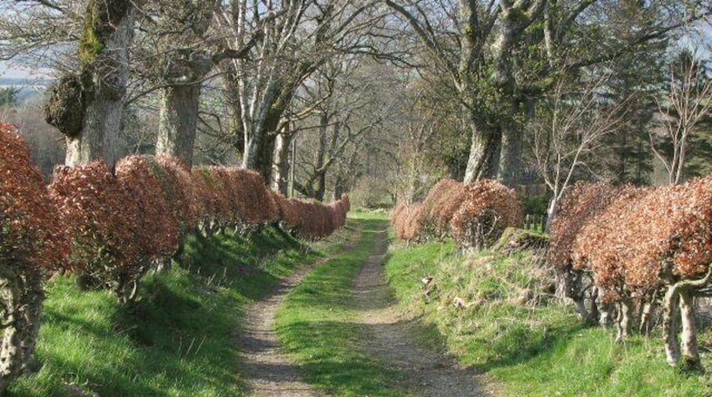 Track, Lamington House estate Track leading north from the Lamington/Bleakfield road into the grounds of Lamington House.