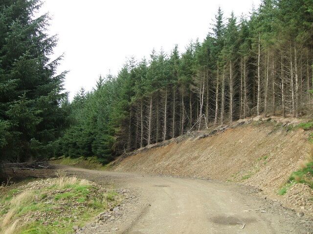 Braid Hill Forest track on the lower slopes of the hill.
