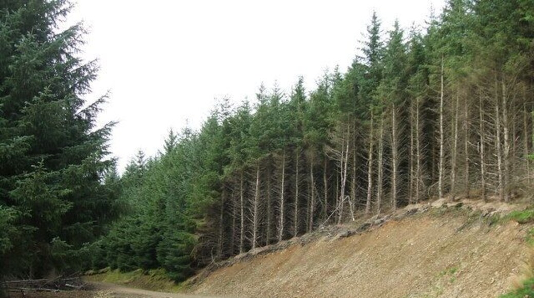 Braid Hill Forest track on the lower slopes of the hill.
