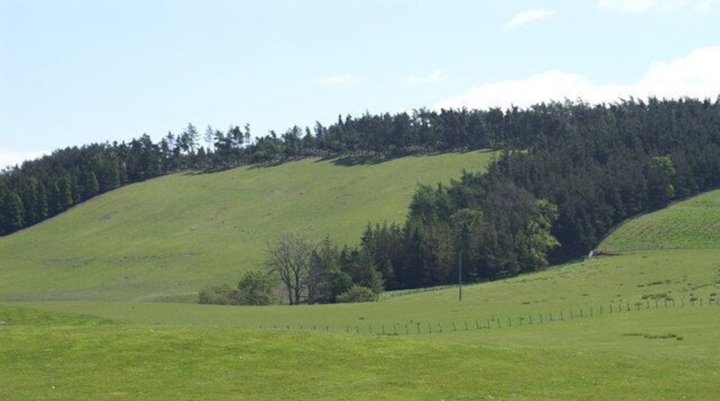 Woods on Unthank Hill.