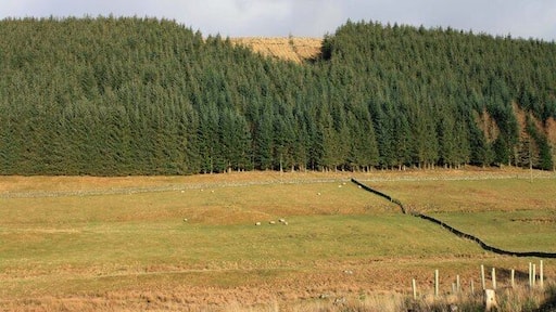Cockiland Hill Looking across to Cockiland Hill.