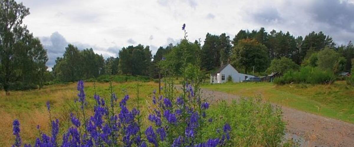 A rural landscape with purple flowers, a white house, and a muddy path.