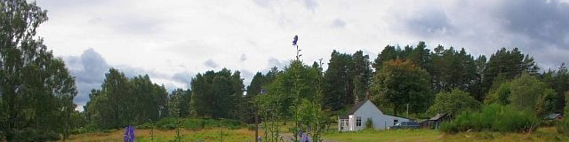 A rural landscape with purple flowers, a white house, and a muddy path.