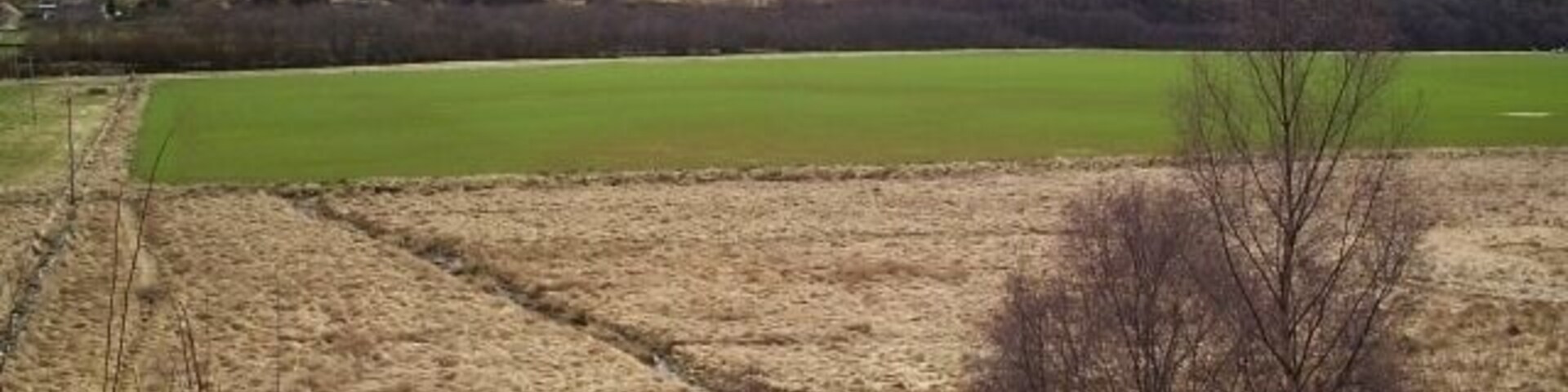 Paisagem rural com um campo verde, pastagem seca e uma linha de árvores.