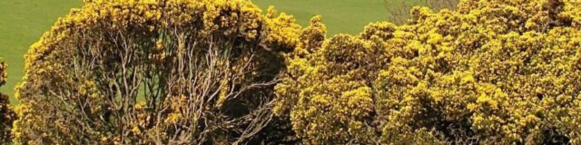 Kirkland of Gelston From Kerbers fort