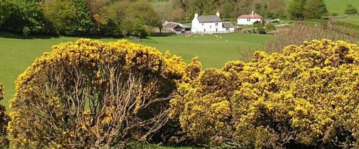 A rural landscape with a white house surrounded by green fields and yellow flowering bushes.