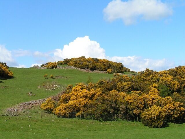 Kerbers Hill fort The remains of the drystone wall surrounding this fort are easily seen. The fort sits atop the ridge, and the entire upland area is littered with remains of other fortified sites.