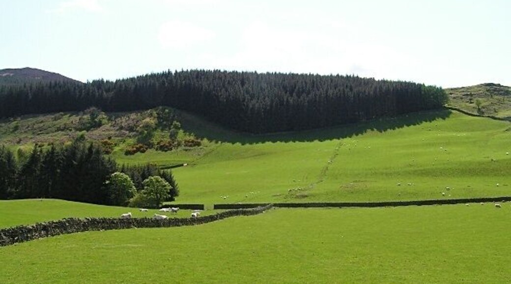Top Fields The wood is the top end of Screel Wood. The northern end of Screel Hill can be seen behind left