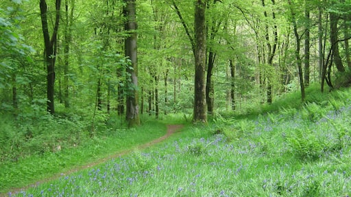 A path in Cally Woods. The hillside, on the right, is the side of Cally Motte.