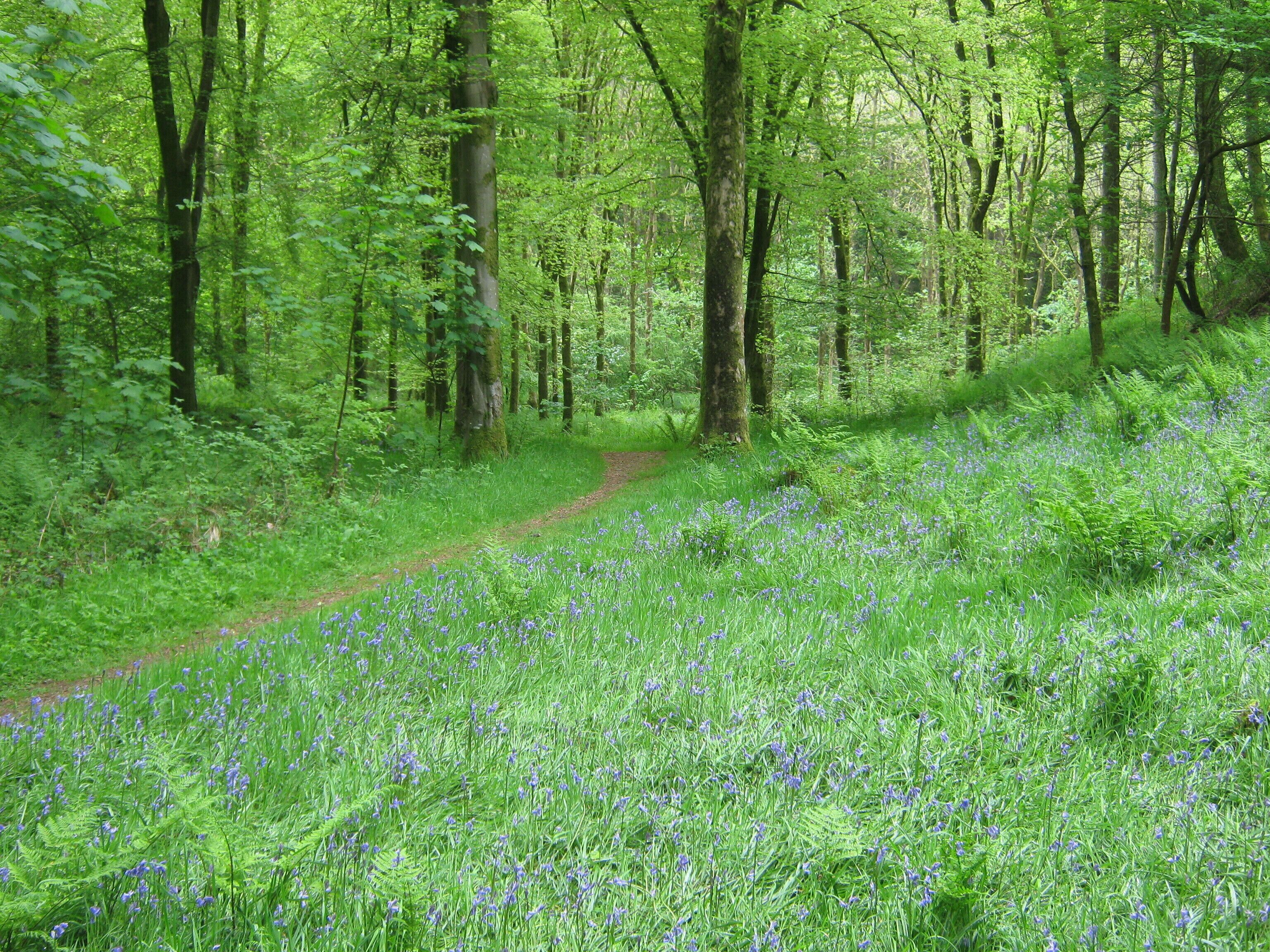 A forest path with a carpet of blue wildflowers.