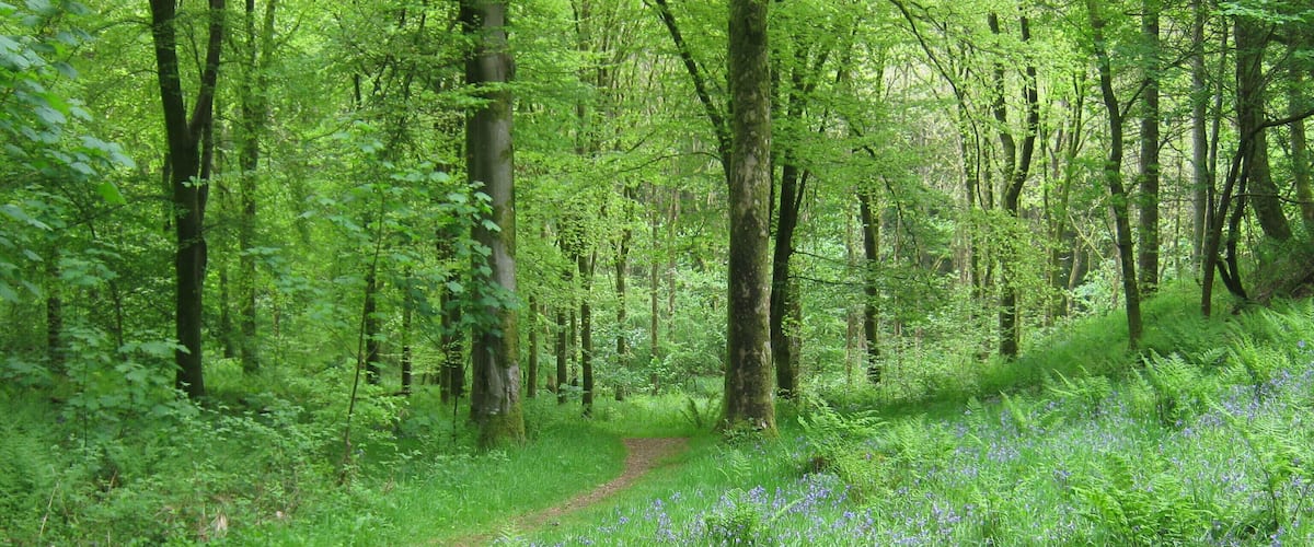 A forest path with a carpet of blue wildflowers.