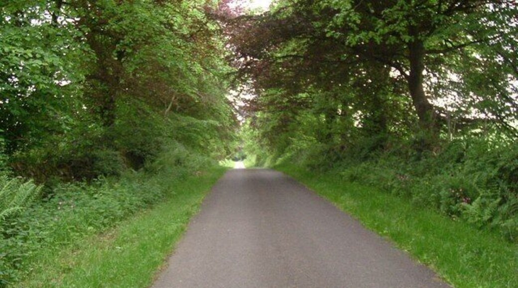 A leafy lane Just outside Springholm