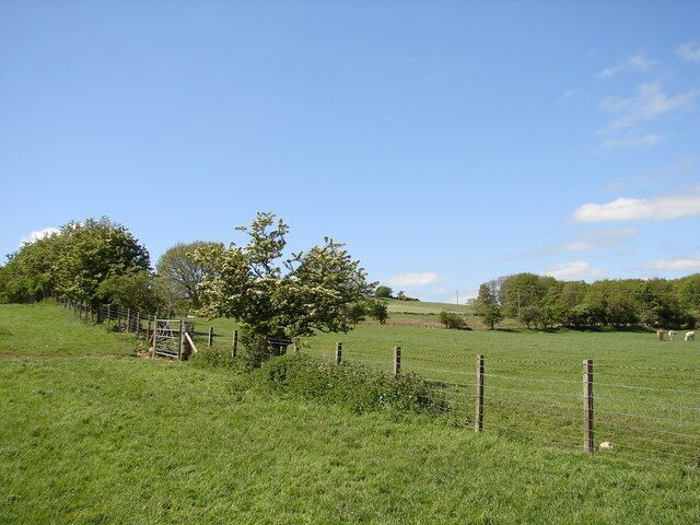 Seaside Wood Grazing fields by Seaside Wood near Auchencairn. On top of the hill (small gorse patch to left of wood) is an archaeological site of a settlement.