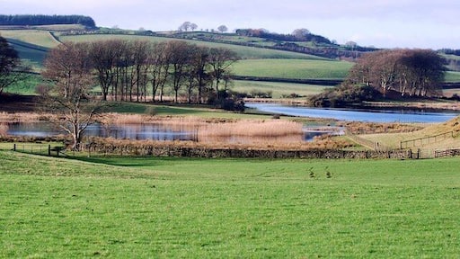 クロスマイケル