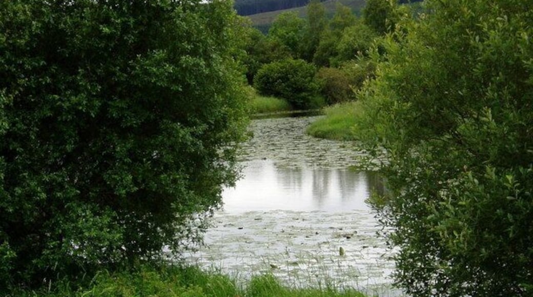 Loch Ken Marshes