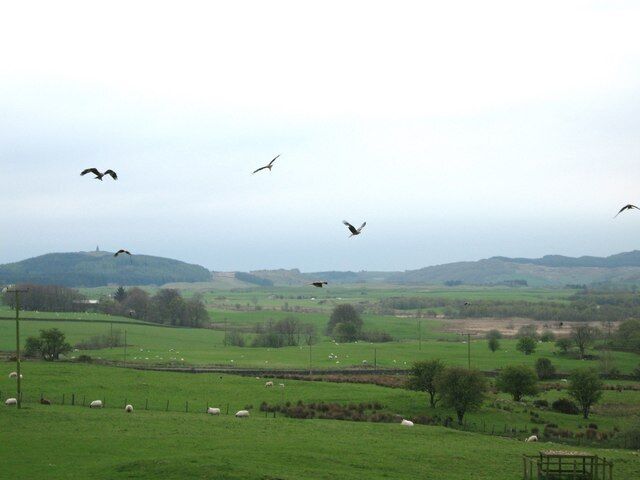 Bellymack farm and the red kite feeding station An afternoon at Bellymack farm is wonderful. Forty or more red kites visit and feed every afternoon. It's a real success story.