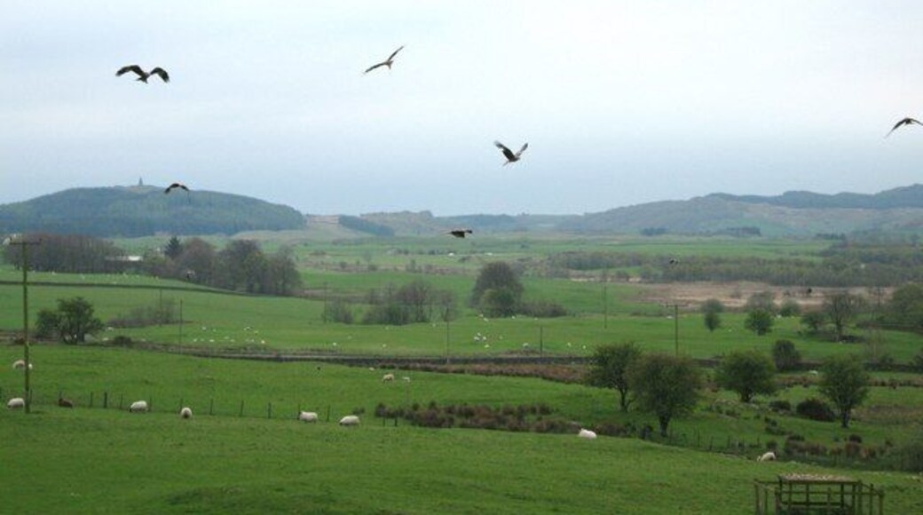 Bellymack farm and the red kite feeding station An afternoon at Bellymack farm is wonderful. Forty or more red kites visit and feed every afternoon. It's a real success story.
