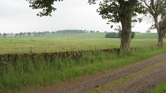 A rural landscape with a dirt road, stone wall, and a large tree.