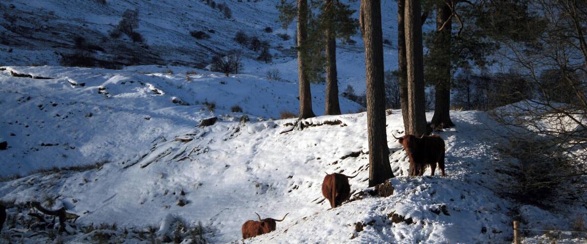 A snowy hillside with trees and two cattle.